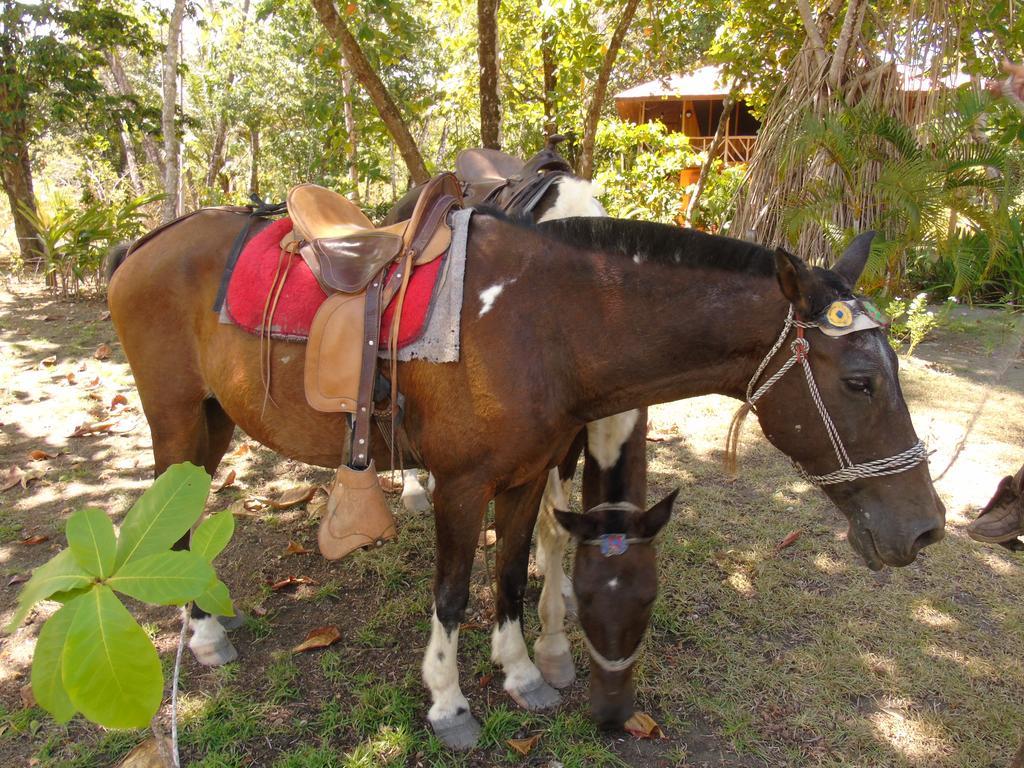 Punta Preciosa Acomodação com café da manhã Puerto Jiménez Exterior foto